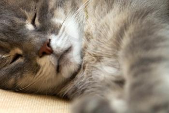 portrait of a sleeping cat