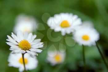beautiful daisies in the grass