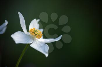 close up of a white flower against green background