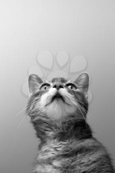 a cat on grey background