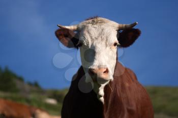 Portrait of a cow in a prairie