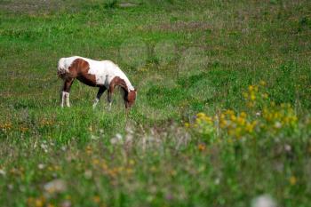 horse grazing in a prairie