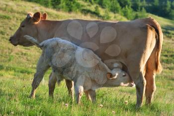 Cow and calf in a prairie