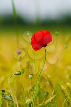 A red poppy in a barley field