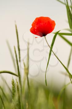 red poppy in a barley field