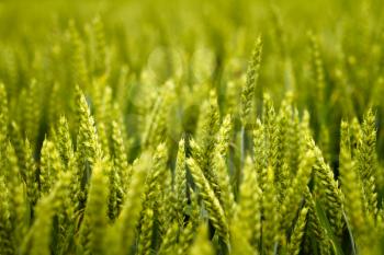 A wheat field close up