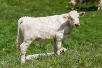 a white calf in a prairie - french alps