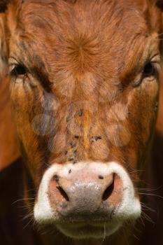 cow portrait - french alps