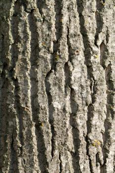 bark texture