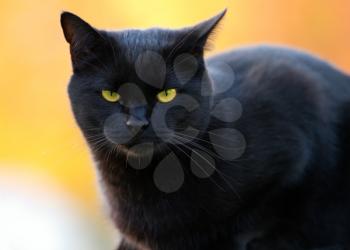portrait of a black cat on a blurry background