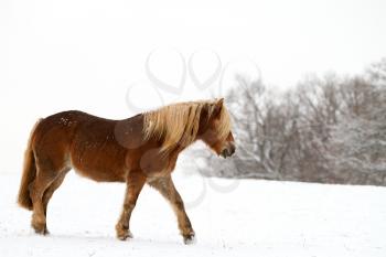 Horse in a snowy landscape