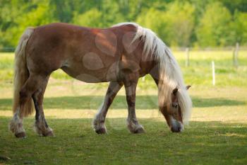 Beautiful horse in a meadow