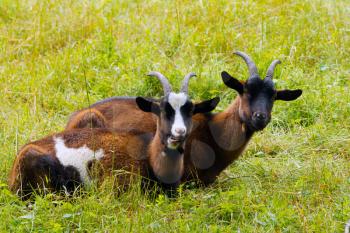 She-goats on a green meadow