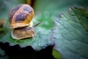 snail in the garden