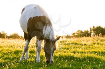 Beautiful horse in a meadow