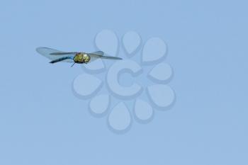flying dragonfly on blue sky