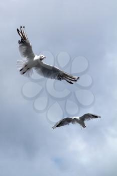 two seagulls, soaring in the blue sky