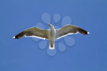 seagull, soaring in the blue sky