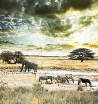 Royalty Free Photo of Wild Animals in Africa
