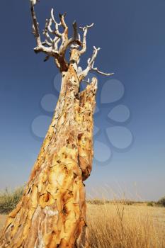Royalty Free Photo of an African Tree