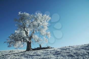 Royalty Free Photo of a Frozen Tree in a Field