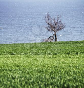 Royalty Free Photo of a Tree in a Field