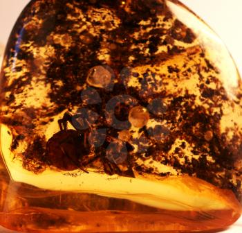 Royalty Free Photo of Ancient Amber