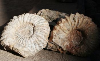 Royalty Free Photo of Fossilized Ammonites