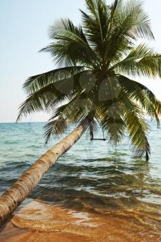 Royalty Free Photo of a Palm Tree in the Adaman Sea in Thailand
