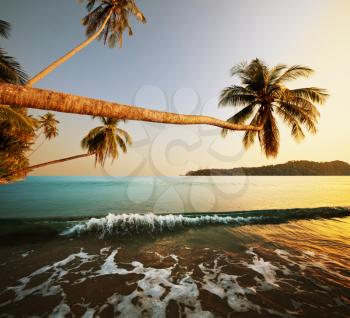 Royalty Free Photo of Palm Trees Over the Adaman Sea in Thailand