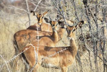 Royalty Free Photo of Antelopes