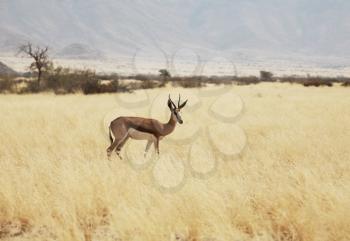Royalty Free Photo of an Antelope Sprinbok