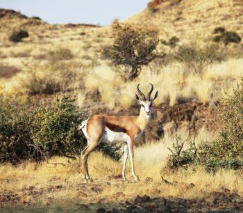 Royalty Free Photo of a Sprinbok Antelope