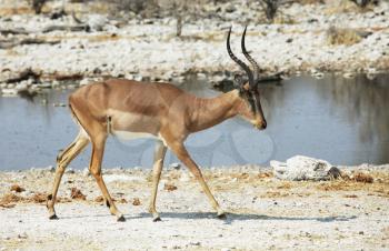 Royalty Free Photo of a Sprinbok Antelope