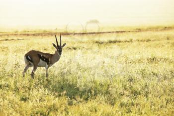 Royalty Free Photo of an Antelope