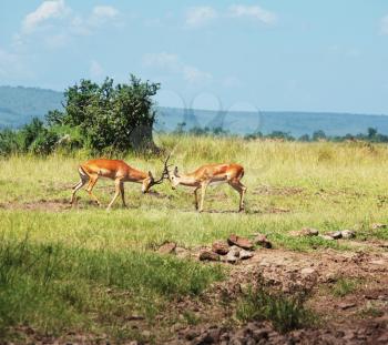 Royalty Free Photo of Two Antelope