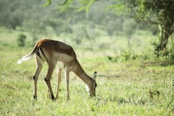 Royalty Free Photo of an Antelope Grazing