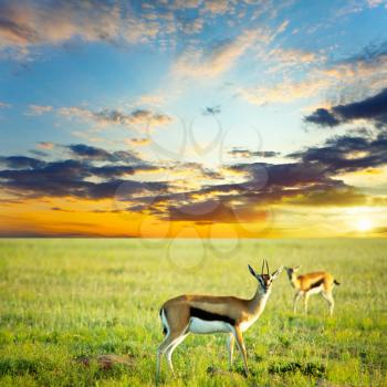Royalty Free Photo of Two Antelope
