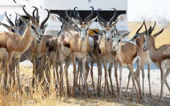 Royalty Free Photo of Antelope