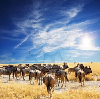 Royalty Free Photo of a Herd of Antelope Gnu Wildebeests