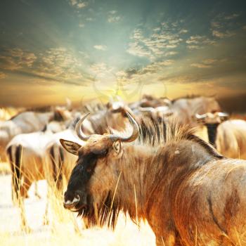 Royalty Free Photo of a Herd of Antelope Gnu Wildebeest