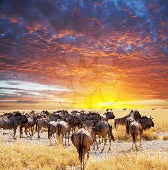 Royalty Free Photo of Antelope Gnu Wildebeest