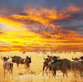 Royalty Free Photo of a Antelope Gnu Wildebeest