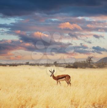 Royalty Free Photo of an Antelope