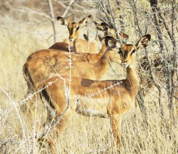 Royalty Free Photo of Antelope Sprinbok