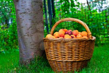 Royalty Free Photo of a Basket of Fruit