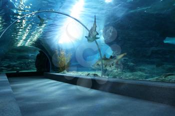 Royalty Free Photo of an Aquarium Tunnel