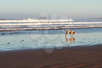 Royalty Free Photo of a Dog on a Beach