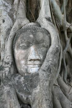 Famous face in Ayutthaya, Thailand