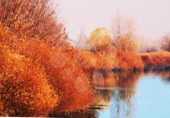 Royalty Free Photo of a Forest and Lake in Autumn